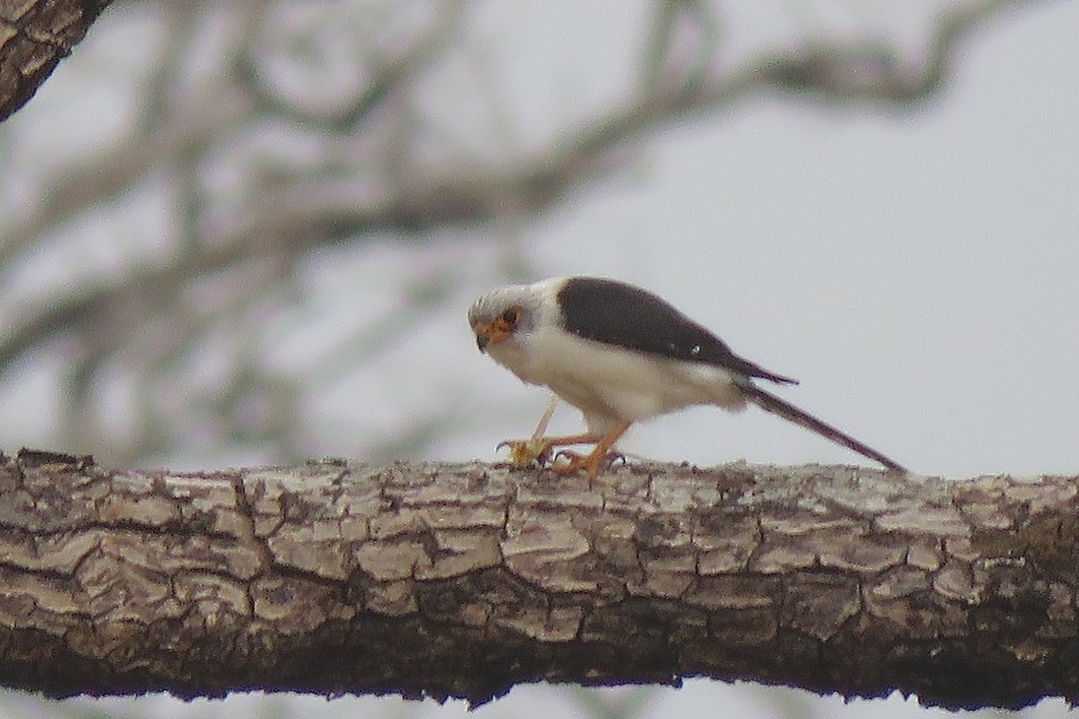White-rumped Falcon - ML636757777