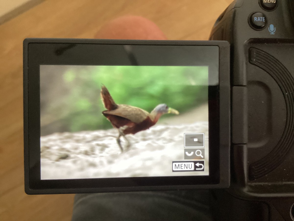 Chestnut Rail - ML636757819