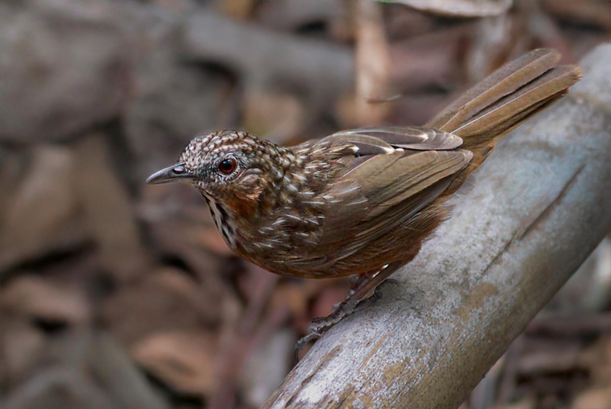 Rufous Limestone Babbler - ML636757864