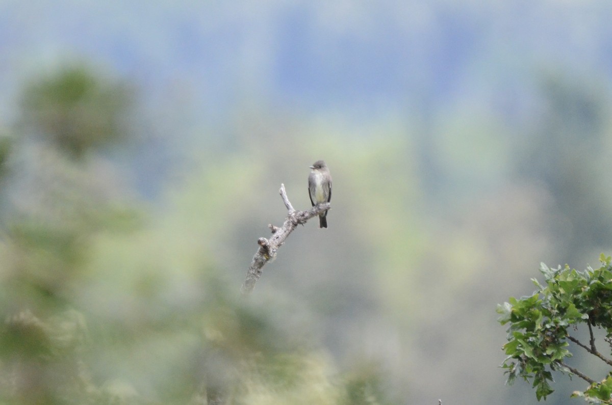 Olive-sided Flycatcher - ML636757892