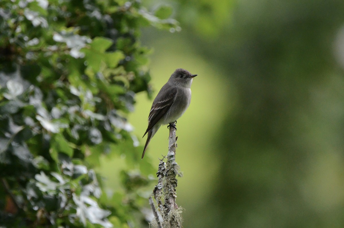 Western Wood-Pewee - ML636757897