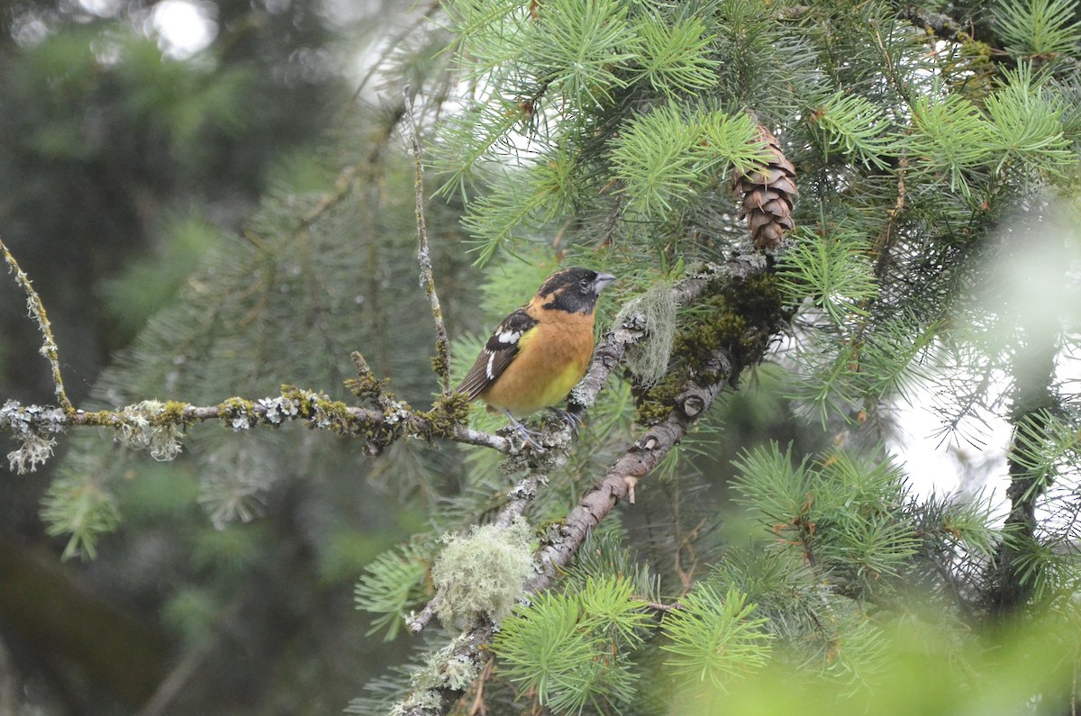 Black-headed Grosbeak - ML636757901