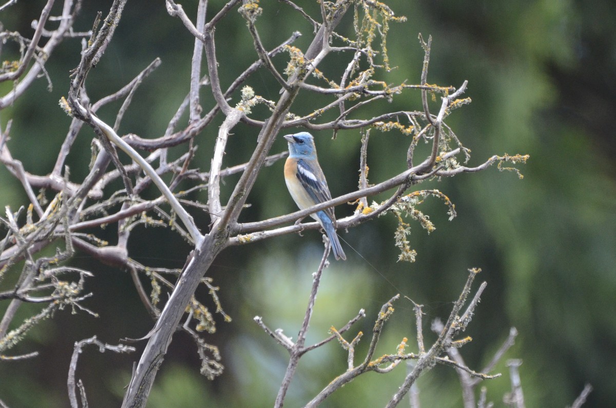 Lazuli Bunting - ML636757902