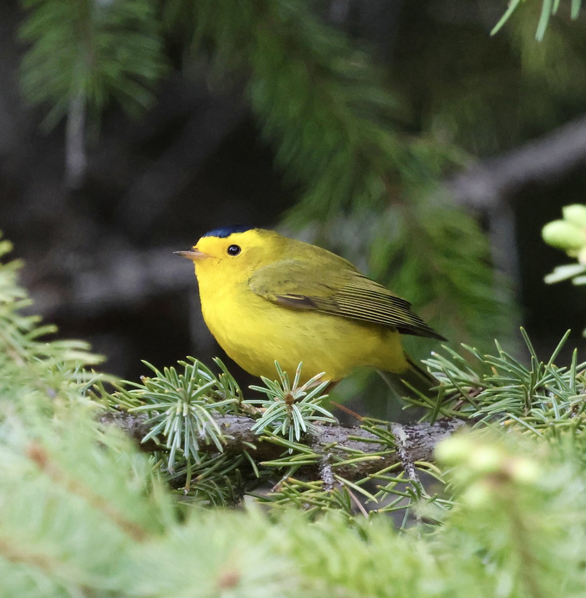 Wilson's Warbler - ML636757927