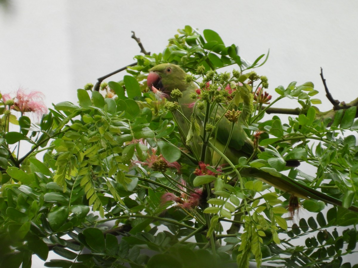 Rose-ringed Parakeet - ML636757956