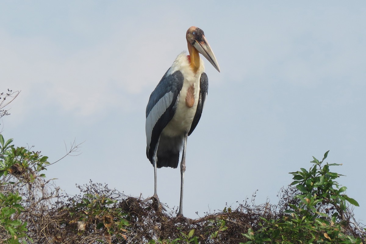Greater Adjutant - ML636758112