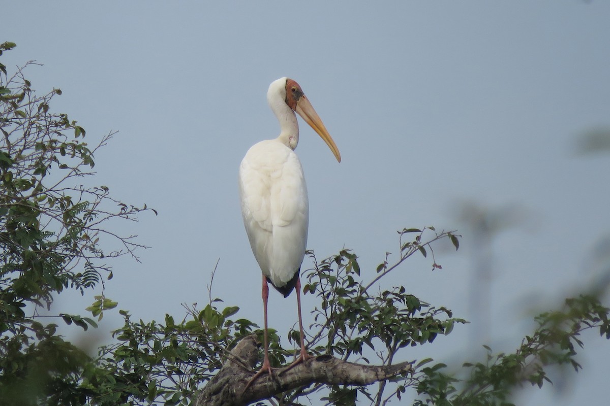 Milky Stork - ML636758125
