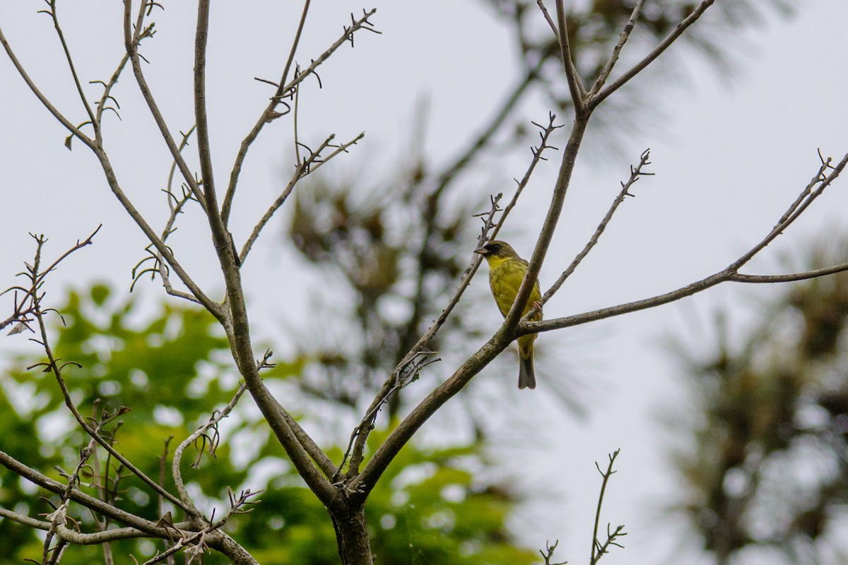 Masked Bunting - ML636758135