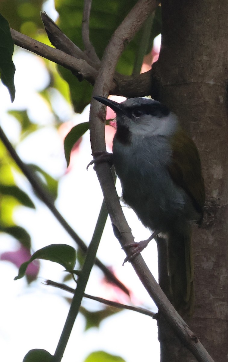 Gray-capped Warbler - ML636758160