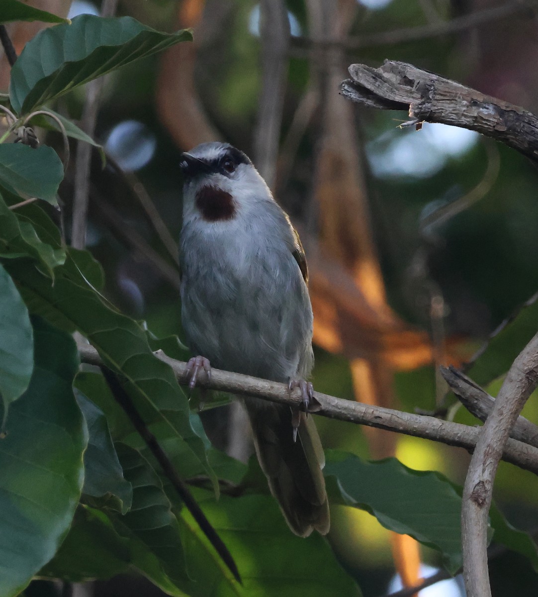 Gray-capped Warbler - ML636758161