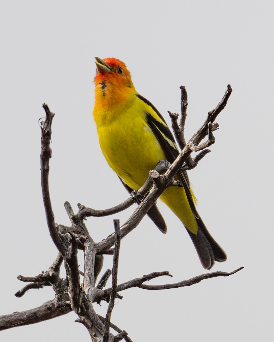 Western Tanager - ML636758171