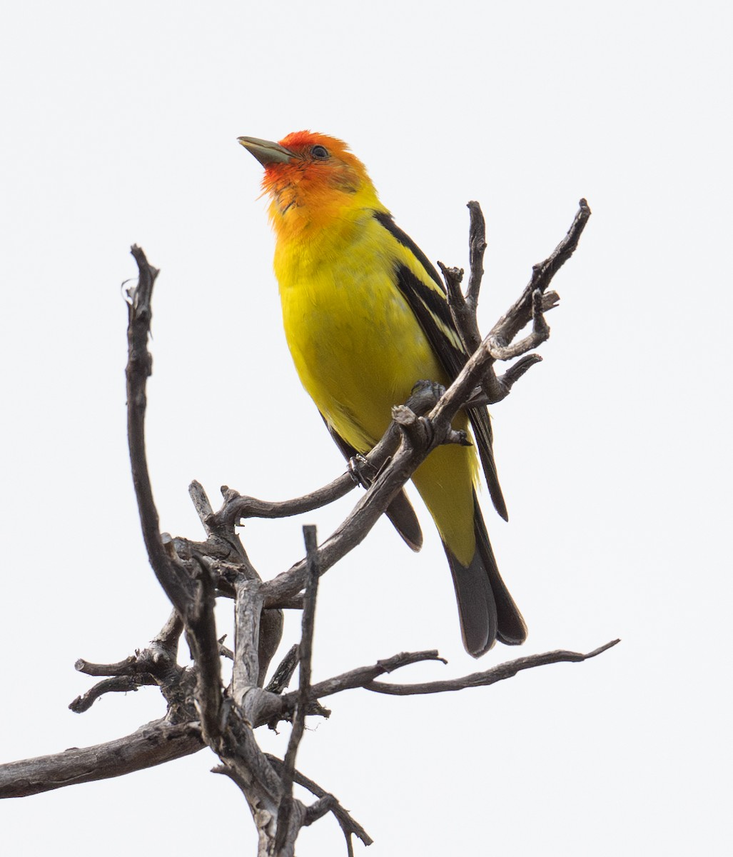 Western Tanager - ML636758173