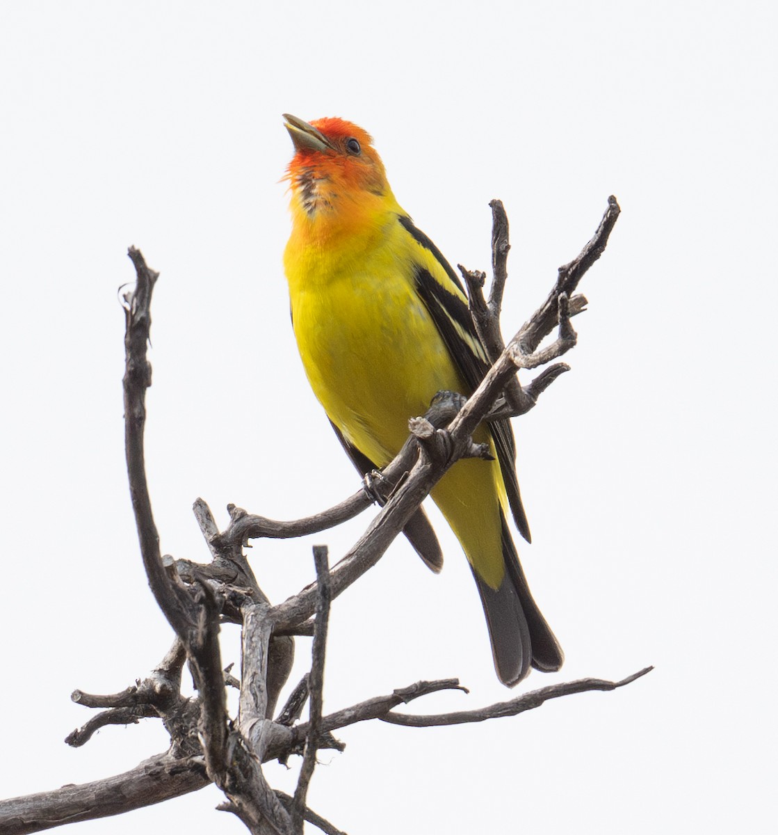 Western Tanager - ML636758174