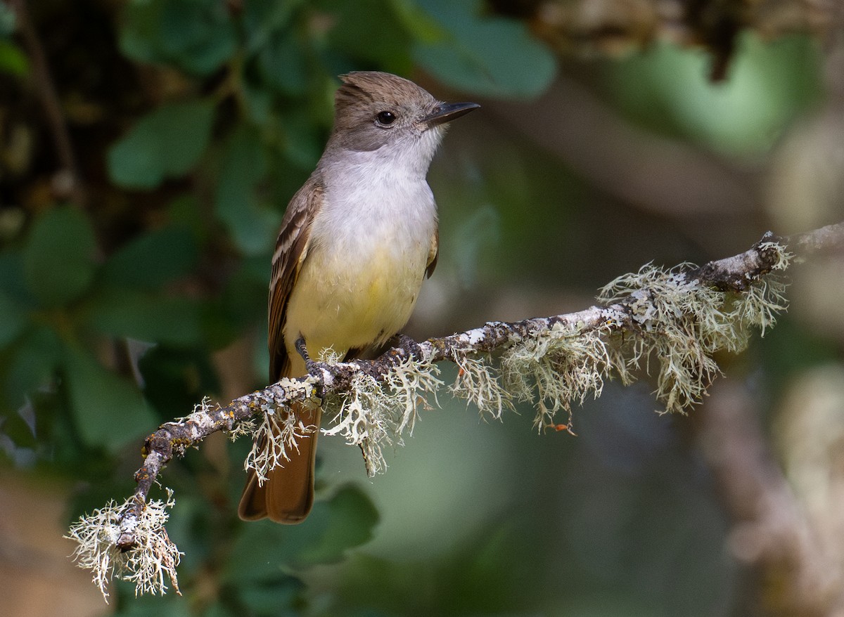 Ash-throated Flycatcher - ML636758188