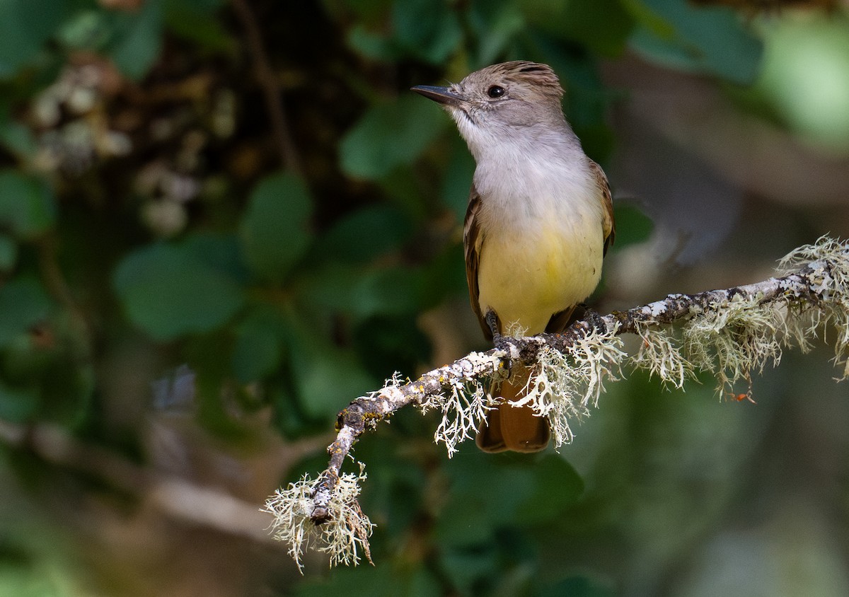 Ash-throated Flycatcher - ML636758190