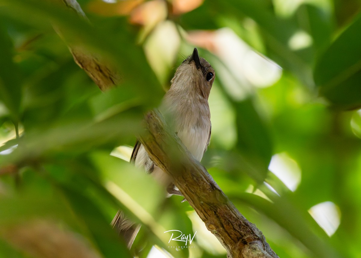 Mangrove Whistler - ML636758364