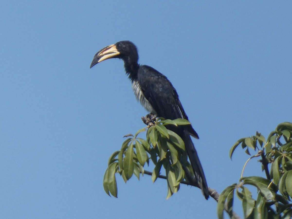 West African Pied Hornbill - ML636758414