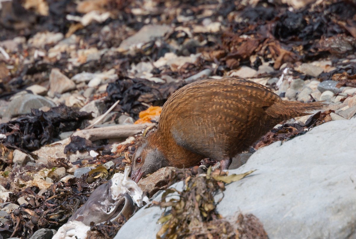 Weka - ML636758446