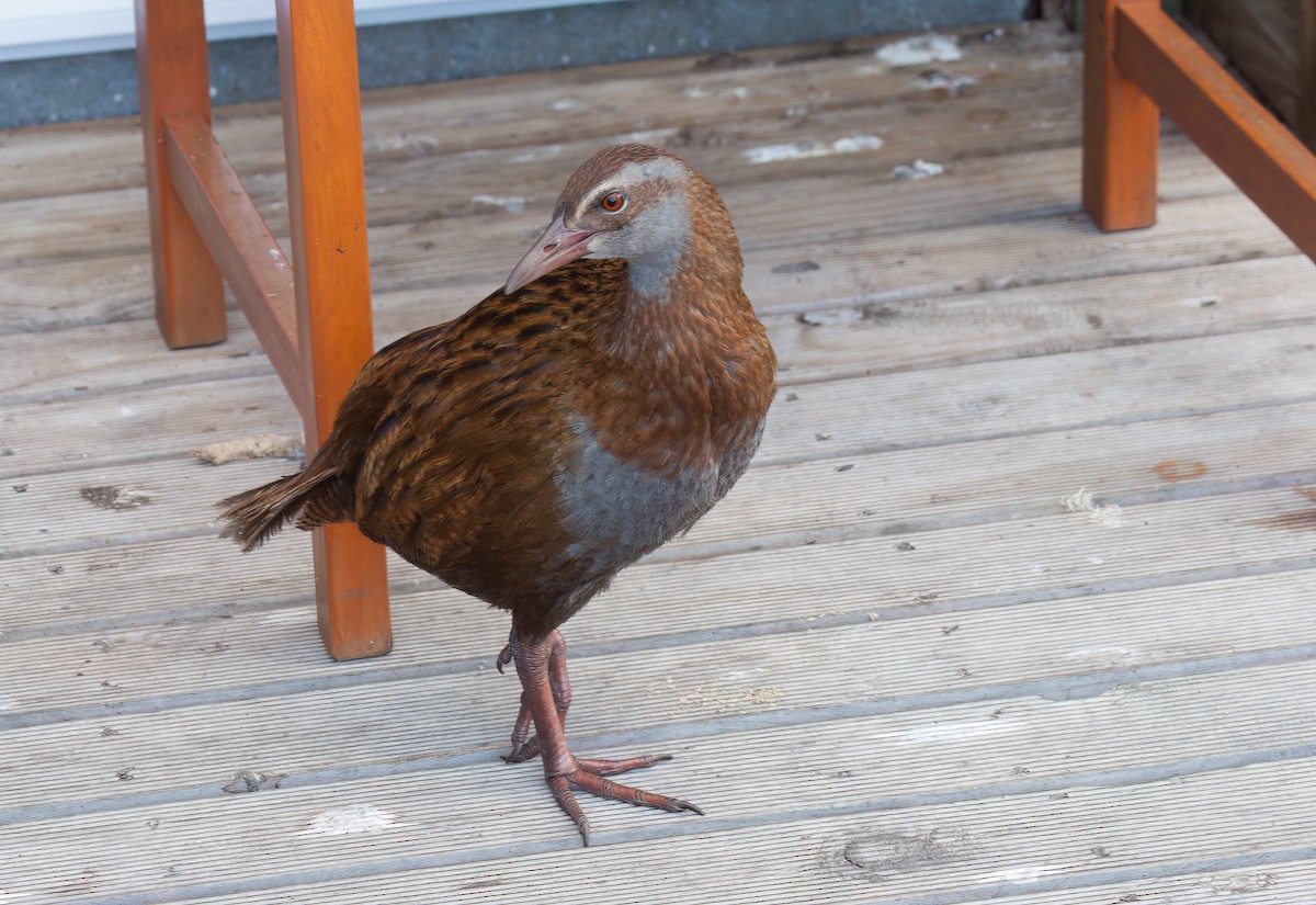 Weka - ML636758447