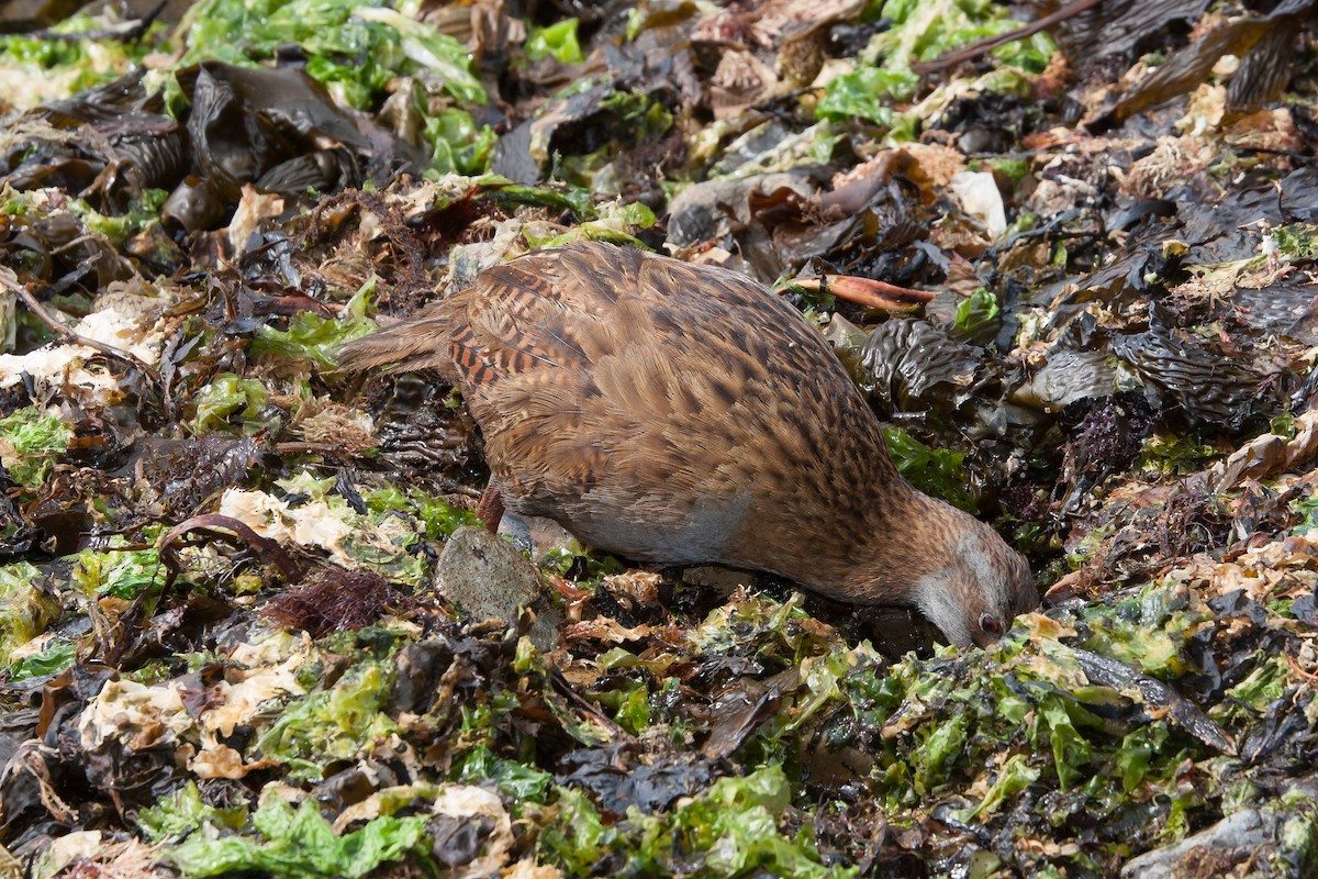 Weka - ML636758448