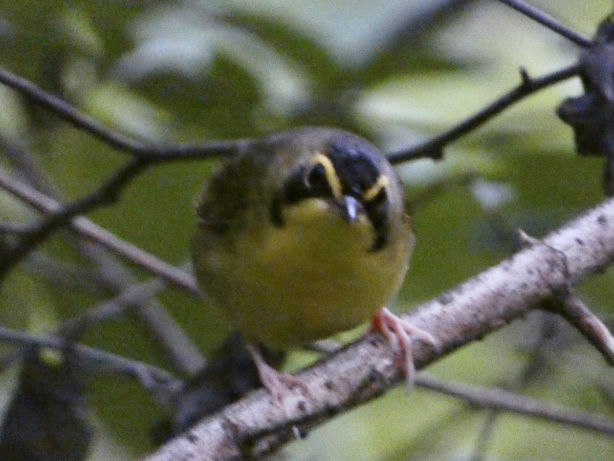 Kentucky Warbler - ML636758513