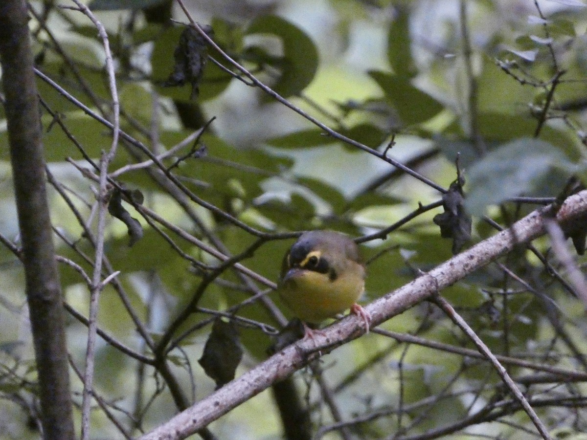 Kentucky Warbler - ML636758514