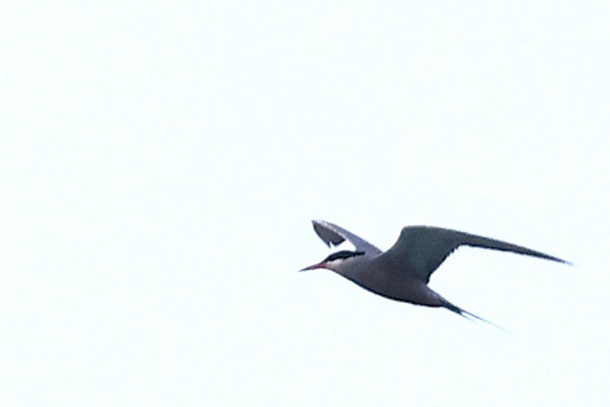 White-cheeked Tern - ML636758530