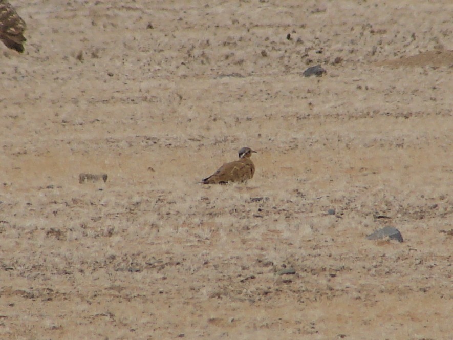 Burchell's Courser - ML636758556