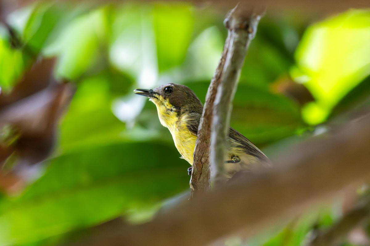 Golden-bellied Gerygone - ML636758663
