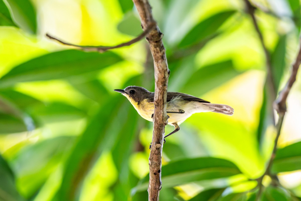 Golden-bellied Gerygone - ML636758664