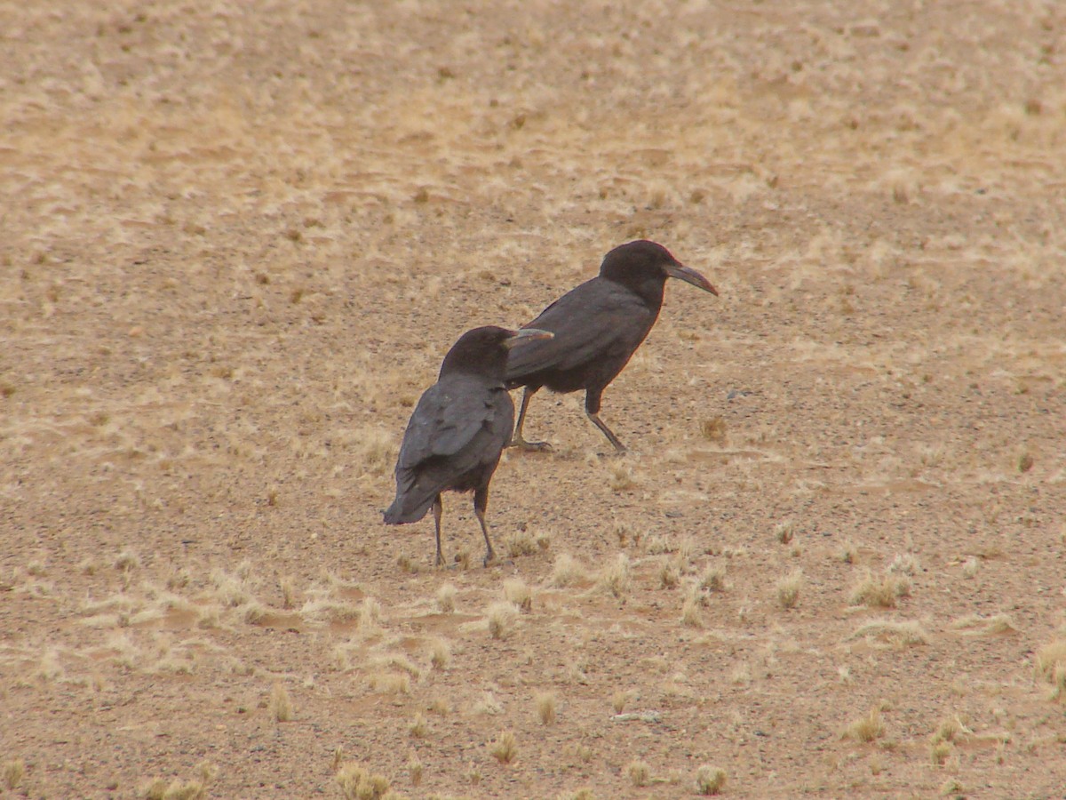 Cape Crow - ML636758810