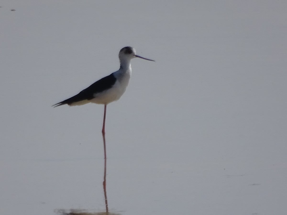 Black-winged Stilt - ML636758843