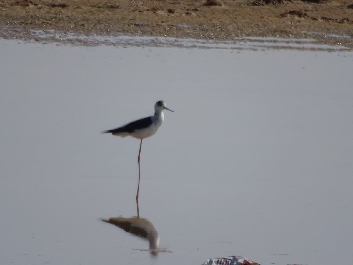Black-winged Stilt - ML636758844