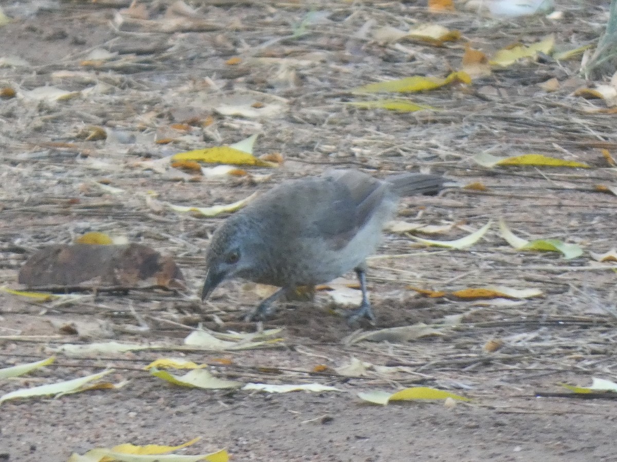 Brown Babbler - ML636758895