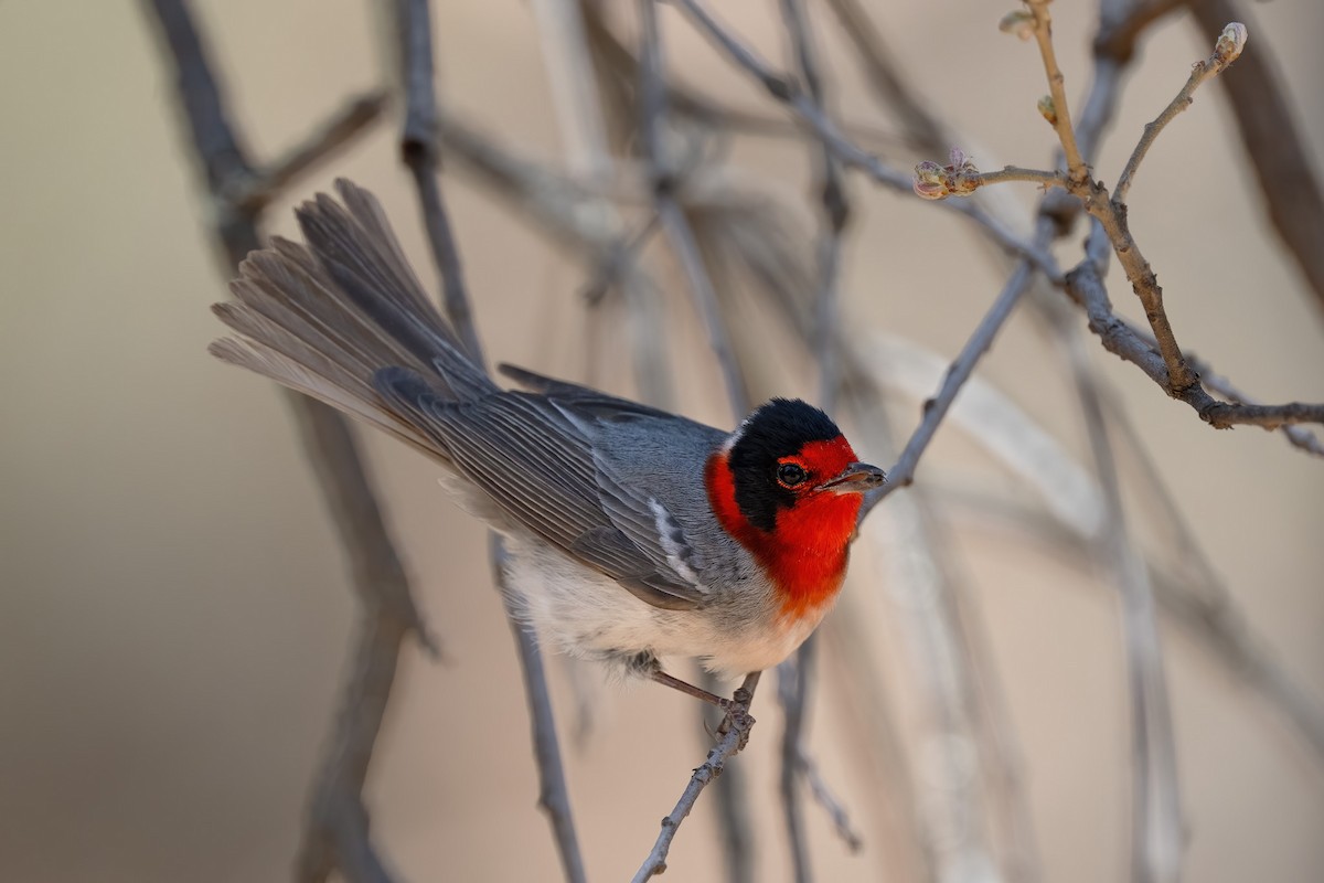 Red-faced Warbler - ML636758926