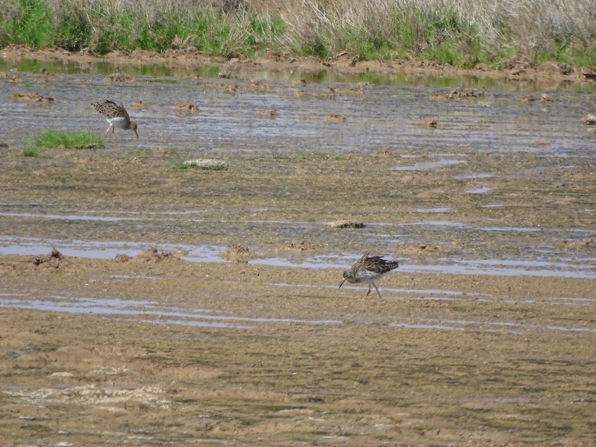 Ruff - ML636758944
