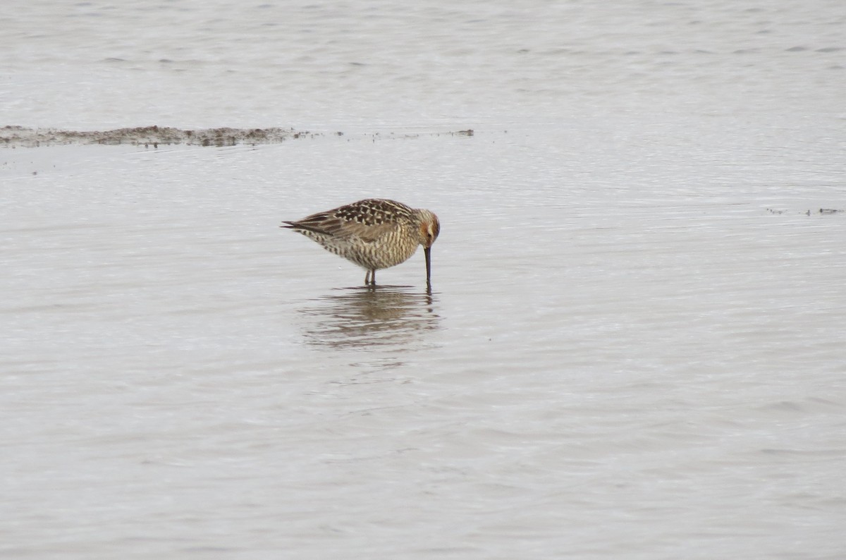 Bindenstrandläufer - ML636758985