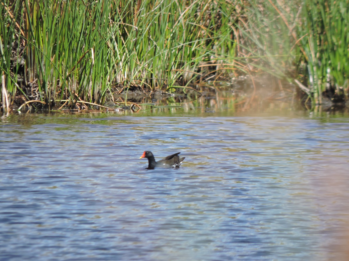 Eurasian Moorhen - ML636758991