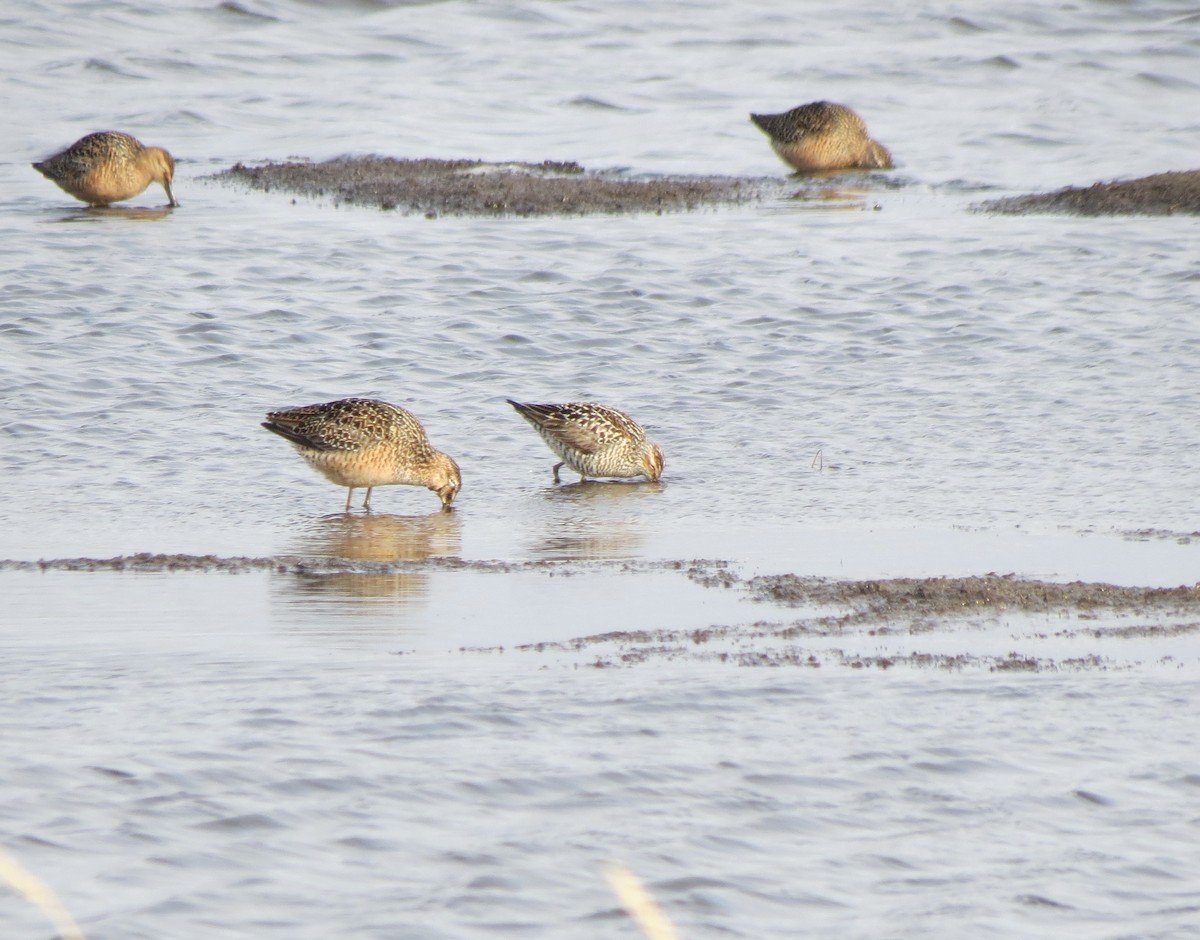 Bindenstrandläufer - ML636758997