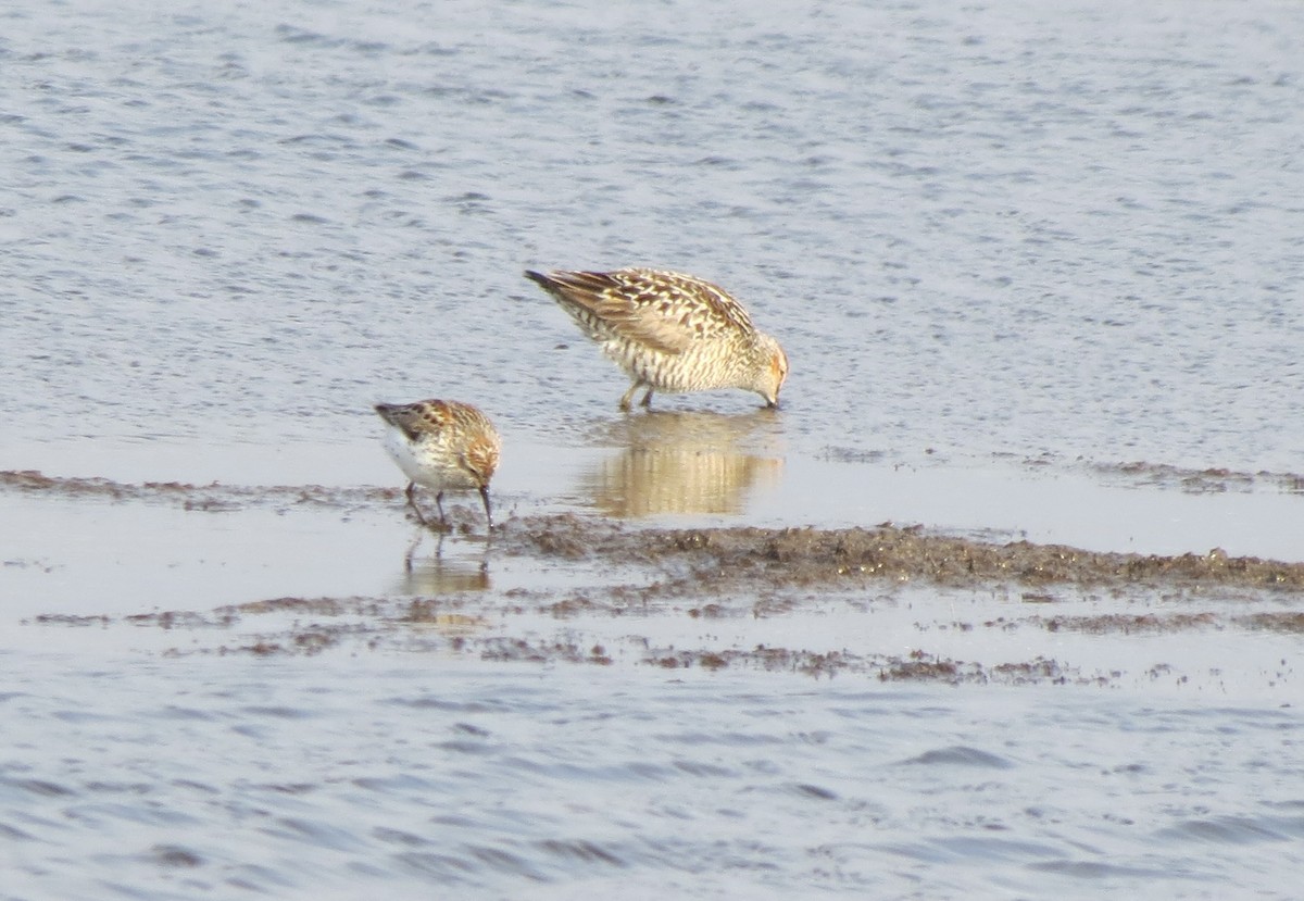 Bindenstrandläufer - ML636759004