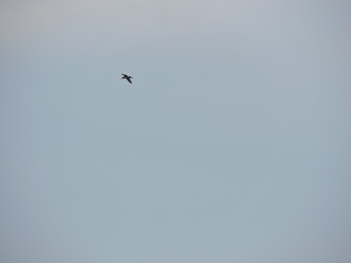 Black-tailed Godwit - ML636759006
