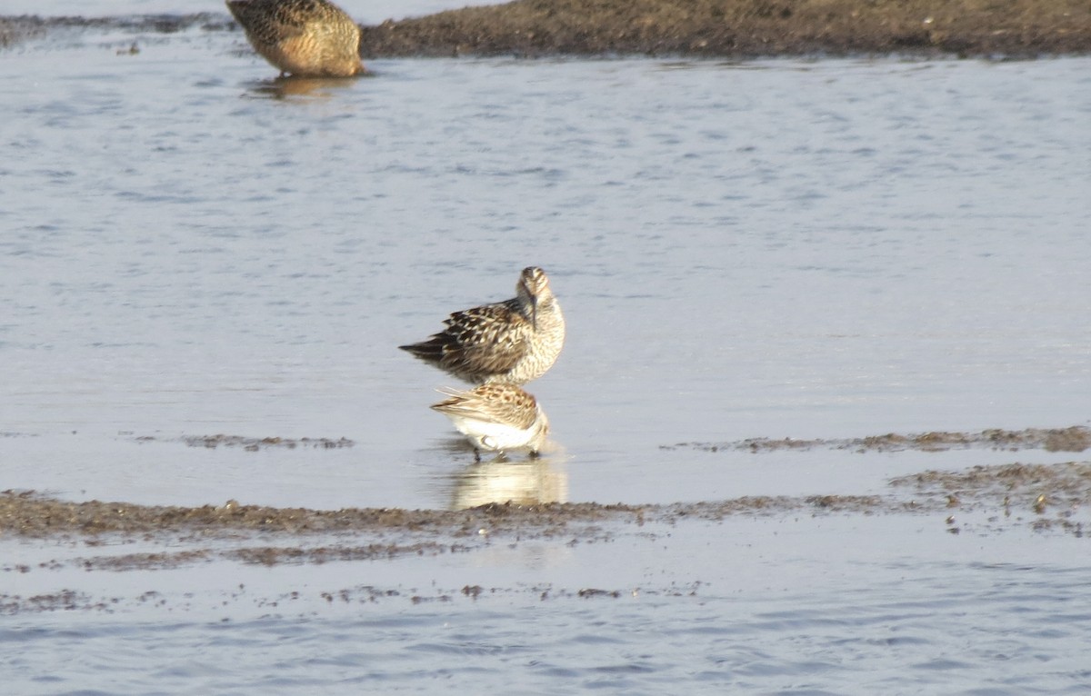 Bindenstrandläufer - ML636759026