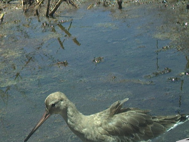 Black-tailed Godwit - ML636759035
