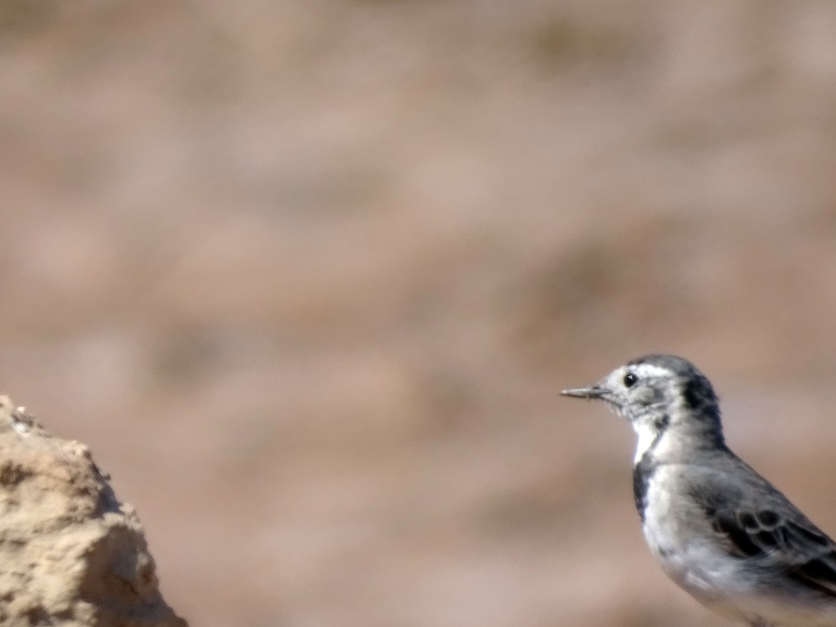 White Wagtail - ML636759040