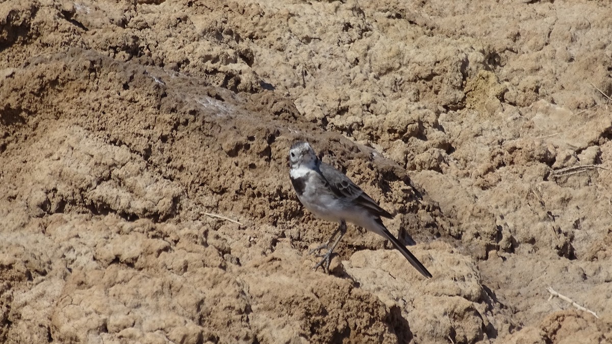 White Wagtail - ML636759041