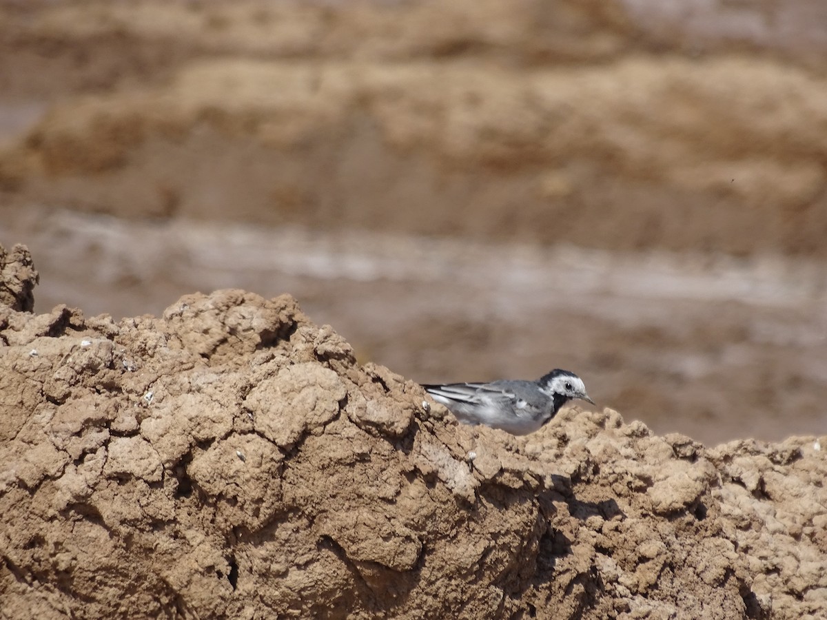 White Wagtail - ML636759043