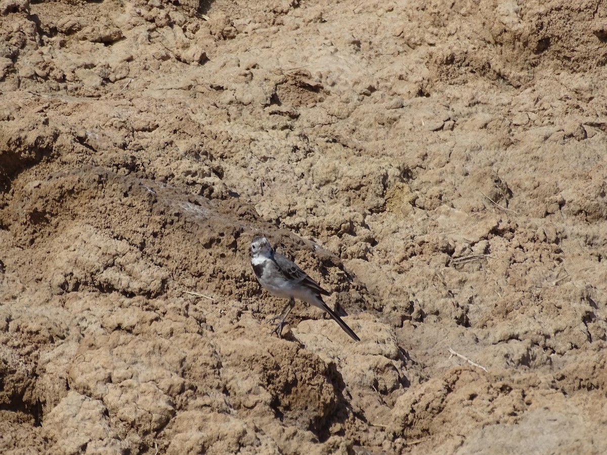 White Wagtail - ML636759046