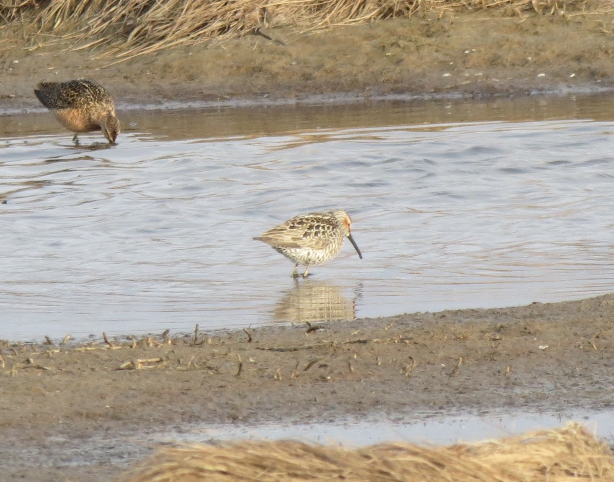 Bindenstrandläufer - ML636759047