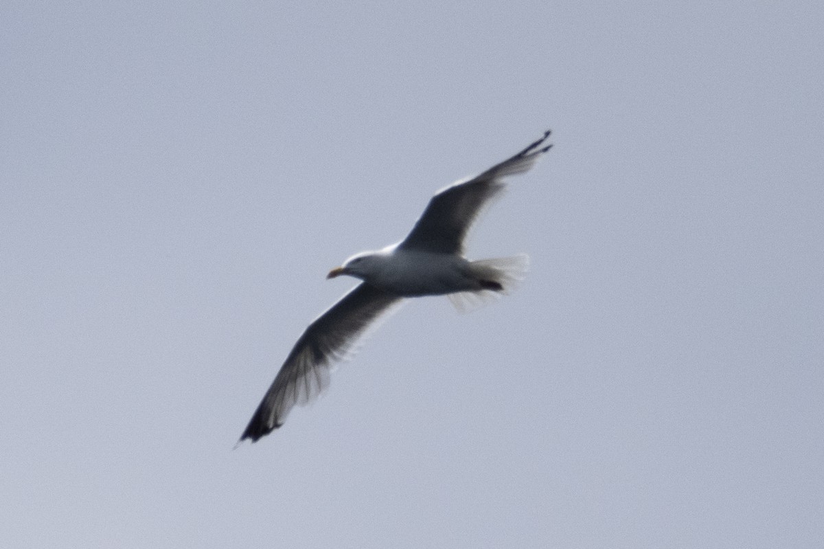 European Herring Gull - ML636759094