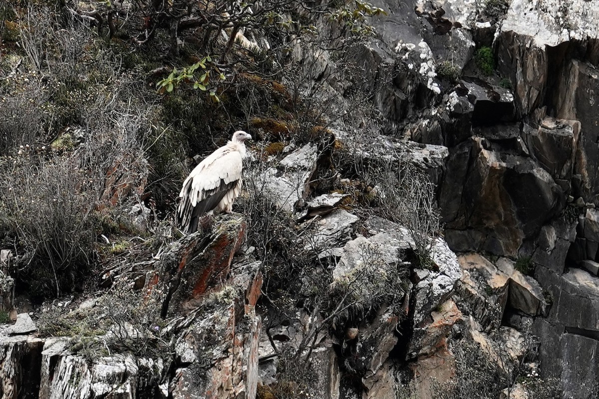 Himalayan Griffon - ML636759148